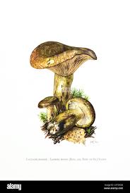 Attēlu rezultāti vaicājumam “Lactarius necator”