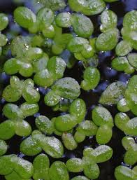 Attēlu rezultāti vaicājumam “Lemna minor”