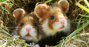 Afbeeldingsresultaat voor hamsters