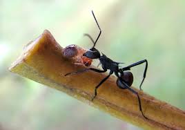 Attēlu rezultāti vaicājumam “Anthrenus sp. imago”