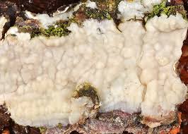 Attēlu rezultāti vaicājumam “Radulomyces confluens”