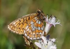 Attēlu rezultāti vaicājumam “Boloria eunomia underside”