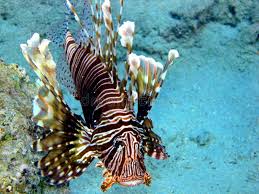 Image result for Pterois miles