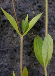 Attēlu rezultāti vaicājumam “Veronica anagallis-aquatica fruit”