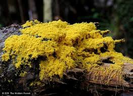 Attēlu rezultāti vaicājumam “Fuligo septica var. flava”