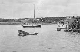 Image result for The Herne Bay & Whitstable Jetski & Watercraft Society (J A W S )