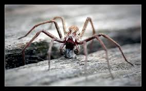 Attēlu rezultāti vaicājumam “Pisaura mirabilis”