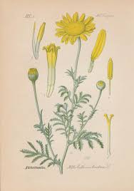 Image result for Färberkamille