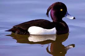 Image result for Aythya fuligula