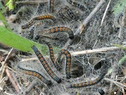 Attēlu rezultāti vaicājumam “Malacosoma castrensis male”