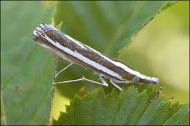 Attēlu rezultāti vaicājumam “Catoptria fulgidella”