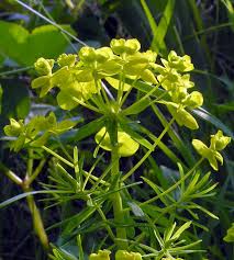 Attēlu rezultāti vaicājumam “Euphorbia cyparissias flower”