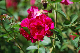 Attēlu rezultāti vaicājumam “Rosa subcanina leaf”