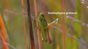 Attēlu rezultāti vaicājumam “Stethophyma grossum”