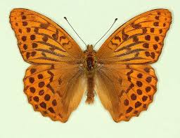 Attēlu rezultāti vaicājumam “Argynnis paphia”