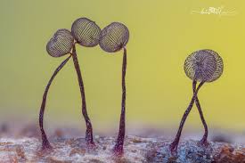 Attēlu rezultāti vaicājumam “Clastoderma debaryanum stalked”