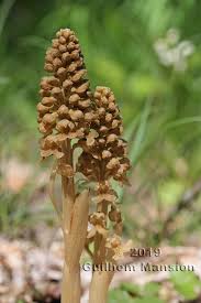 Attēlu rezultāti vaicājumam “Neottia nidus-avis bud”