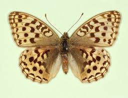 Attēlu rezultāti vaicājumam “Argynnis adippe underside”