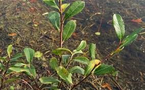 Attēlu rezultāti vaicājumam “Salix cinerea leaf”