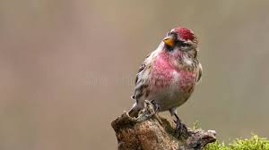 Attēlu rezultāti vaicājumam “Carduelis flammea male”