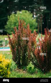 Attēlu rezultāti vaicājumam “Berberidaceae”