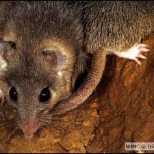 Attēlu rezultāti vaicājumam “Muridae”