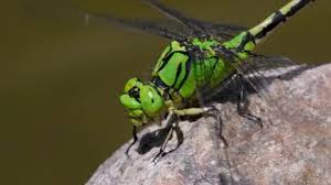 Attēlu rezultāti vaicājumam “Ophiogomphus cecilia”