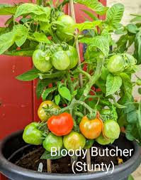 Afbeeldingsresultaat voor bloody butcher tomato