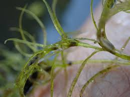 Attēlu rezultāti vaicājumam “Najas flexilis”