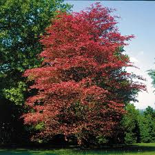 Attēlu rezultāti vaicājumam “Fagus sylvatica female flower”
