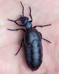 Attēlu rezultāti vaicājumam “Meloe sp.”