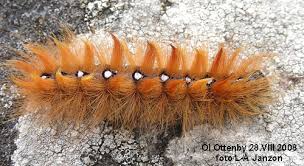 Attēlu rezultāti vaicājumam “Acronicta aceris”