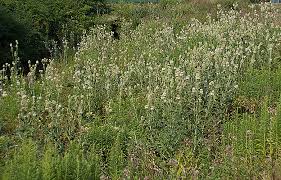 Image result for Dipsacus silvestris