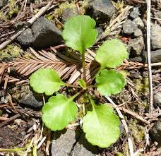 Attēlu rezultāti vaicājumam “Leucanthemum vulgare leaf”