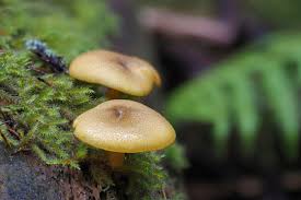 Attēlu rezultāti vaicājumam “Tricholomopsis decora”