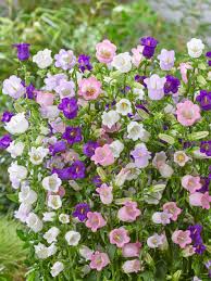 Image result for Campanula medium