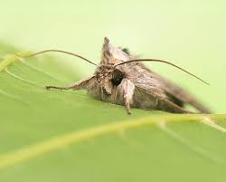 Attēlu rezultāti vaicājumam “Cucullia umbratica”