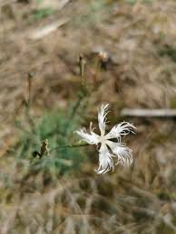 Attēlu rezultāti vaicājumam “Dianthus arenarius”