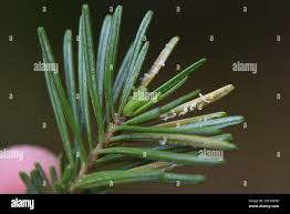 Attēlu rezultāti vaicājumam “Pucciniales”