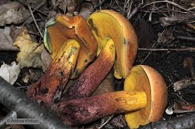 Attēlu rezultāti vaicājumam “Boletus luridus”