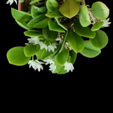 Attēlu rezultāti vaicājumam “Diderma montanum var. album stalked”