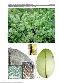 Attēlu rezultāti vaicājumam “Pseudobryum cinclidioides”