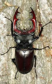 Attēlu rezultāti vaicājumam “Ceruchus chrysomelinus larva”