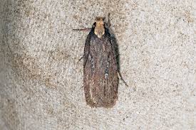 Attēlu rezultāti vaicājumam “Depressaria olerella imago”