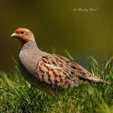Attēlu rezultāti vaicājumam “Perdix perdix”