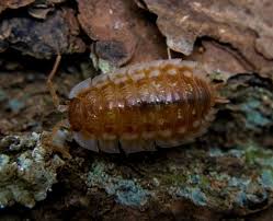 Attēlu rezultāti vaicājumam “Oniscus asellus”