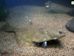Image result for Platichthys flesus