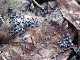 Attēlu rezultāti vaicājumam “Badhamia capsulifera stalked”
