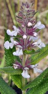 Attēlu rezultāti vaicājumam “Stachys palustris bud”
