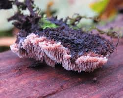 Attēlu rezultāti vaicājumam “Gloiodon strigosus”